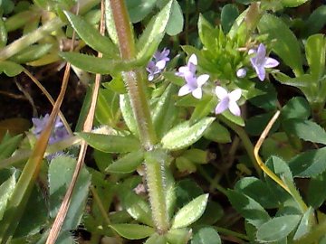 Rassomiglia al Galium aparine - no, Sherardia arvensis